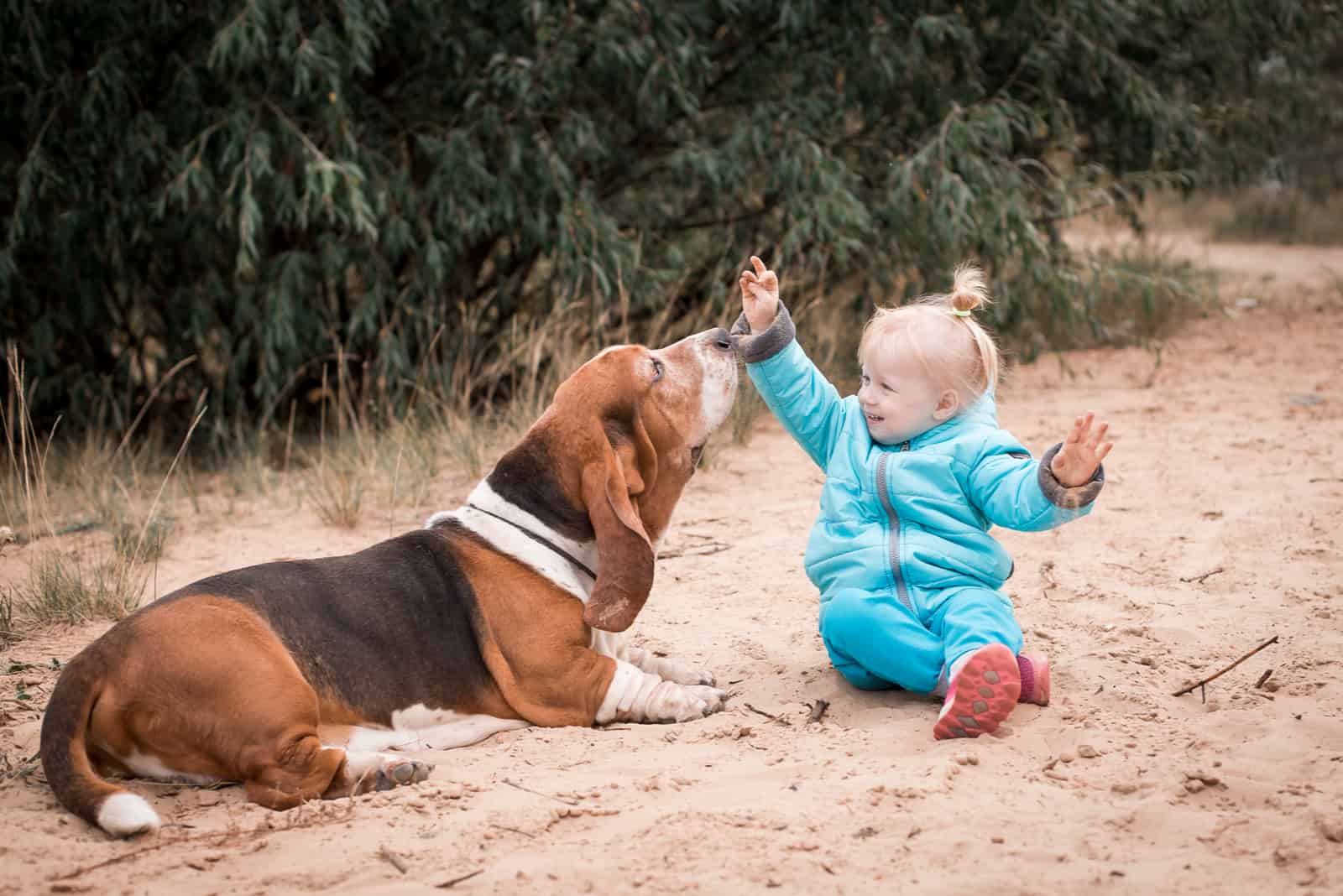 Basset Hound jugando con niño al aire libre