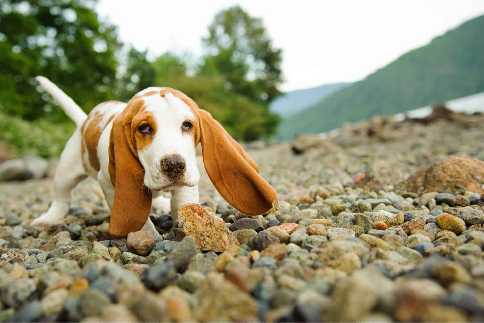 cachorro de Basset Hound explorando alrededor de la playa