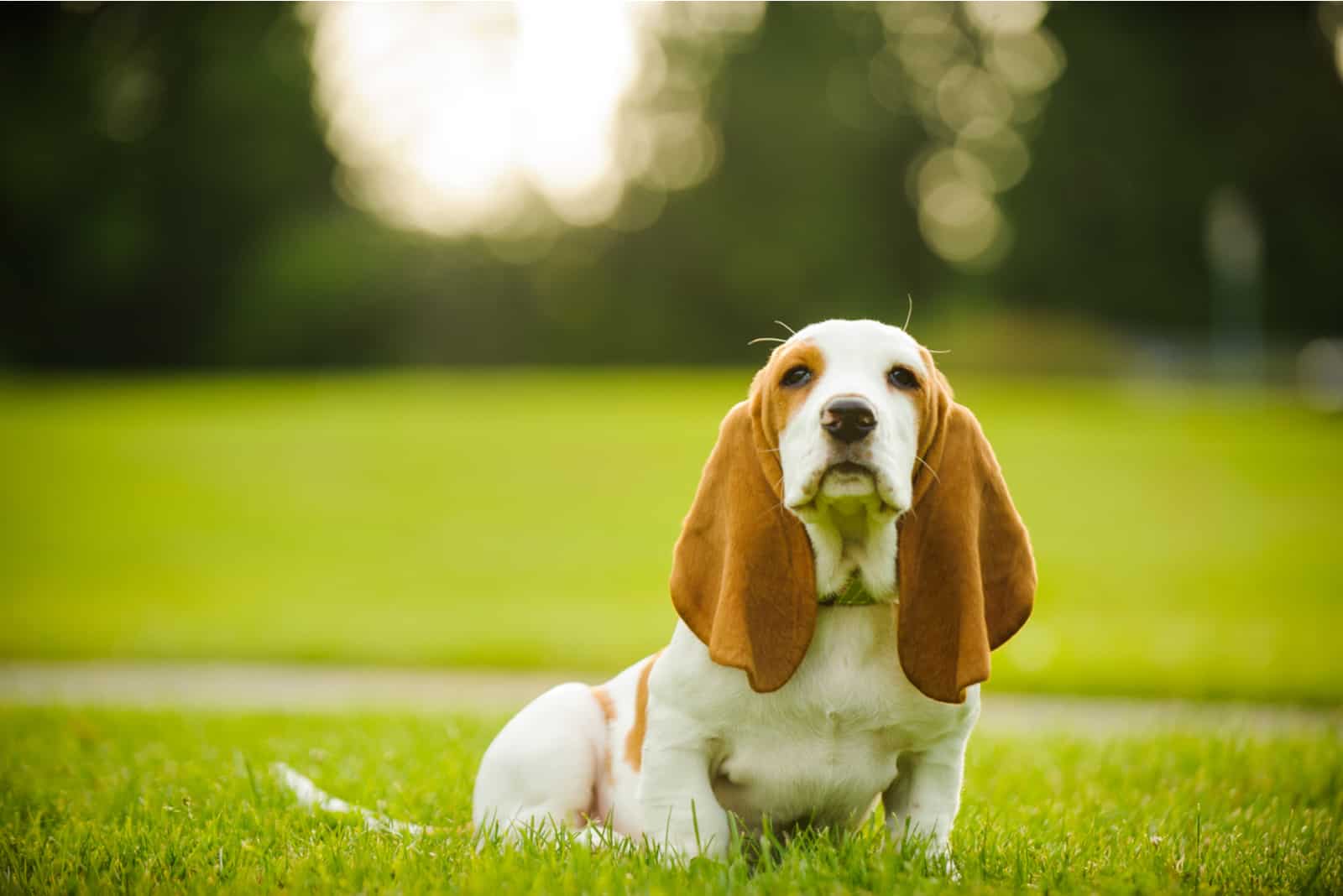 Cachorro de Basset Hound sentado en el parque