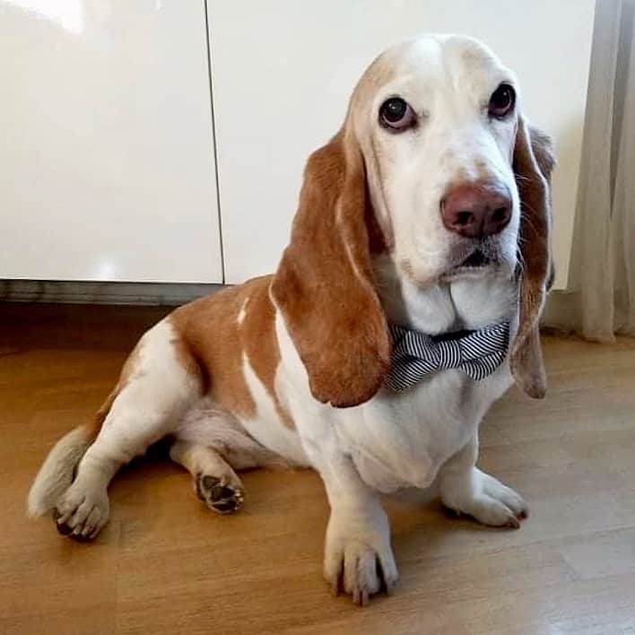 Basset Hound sentado en casa