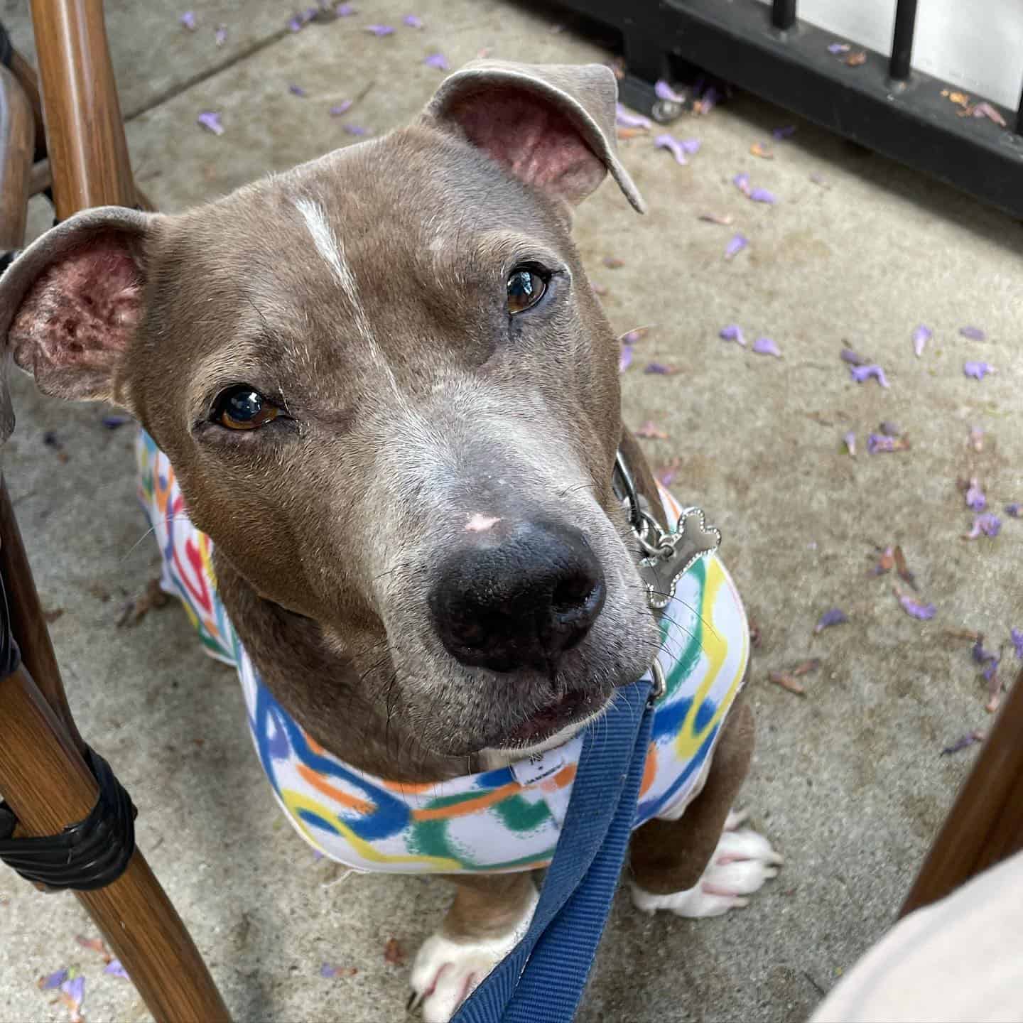 Perro Basset Pit