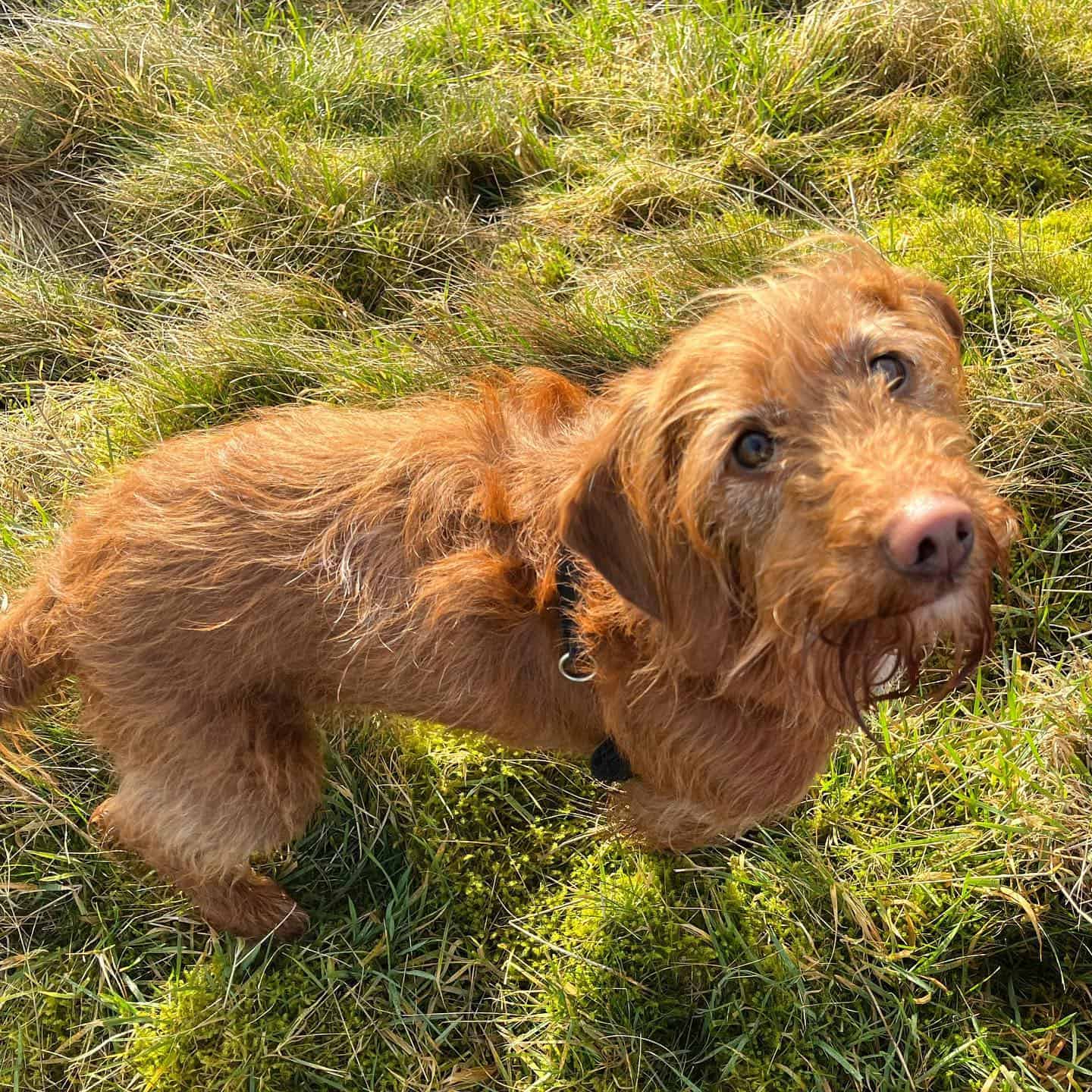 Perro Bassetoodle al aire libre