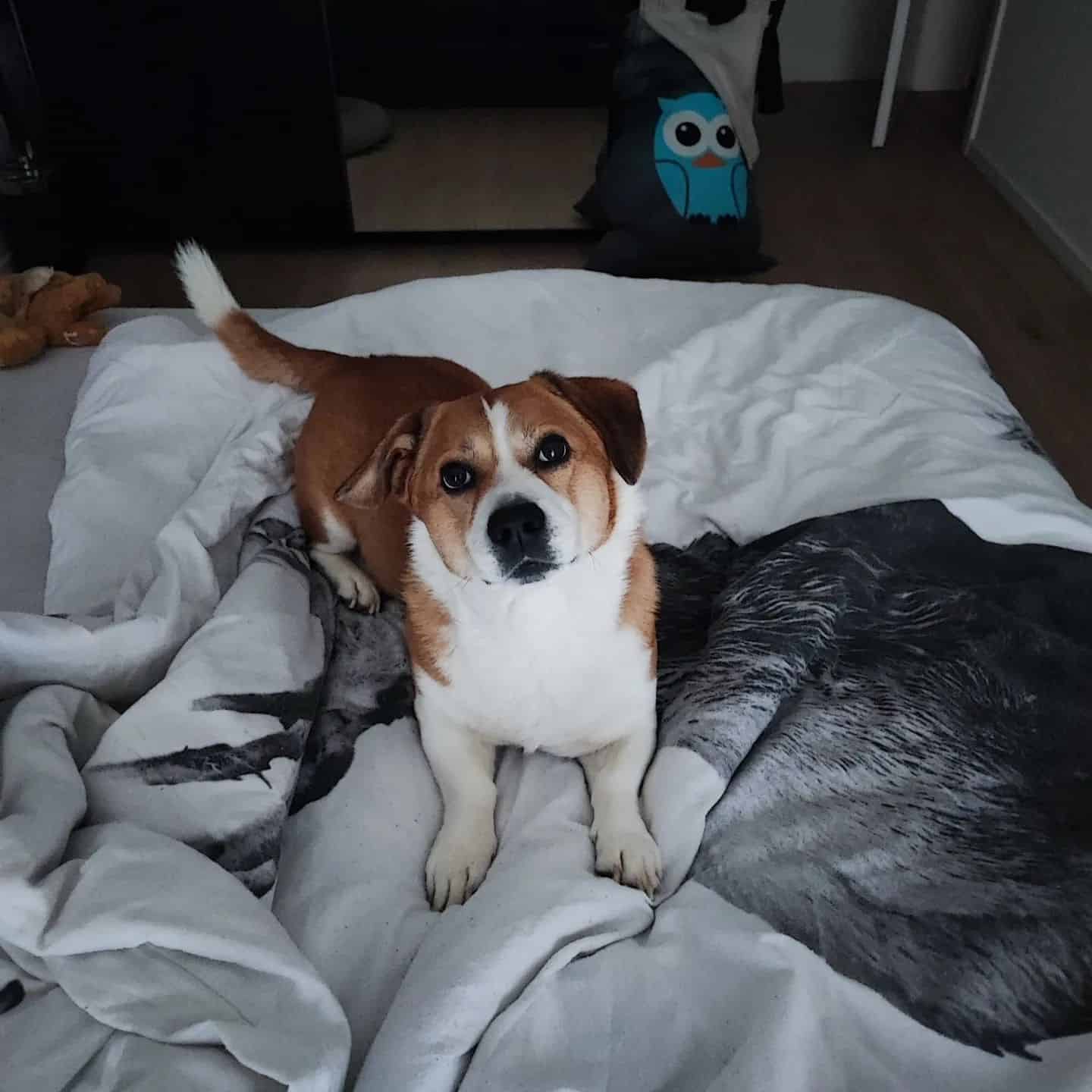 Perro Beagi en la cama