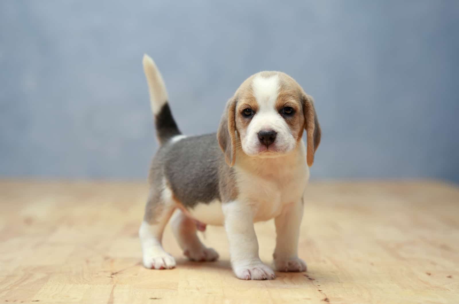 Cachorro de Beagle se para y mira a la cámara