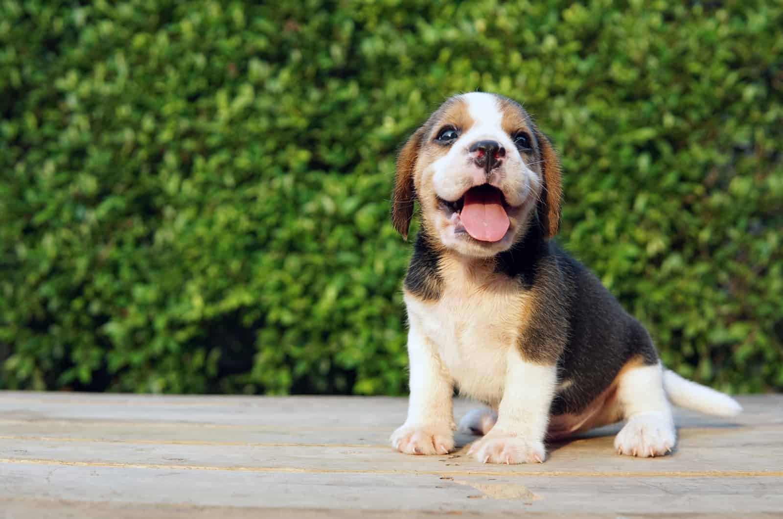 Beagle Roca se sienta y se ríe