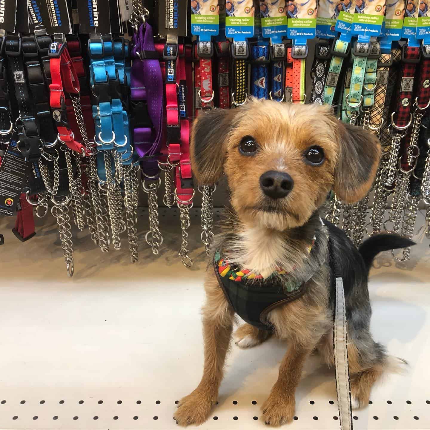 Perro Beagle Yorkie sentado en la tienda de mascotas