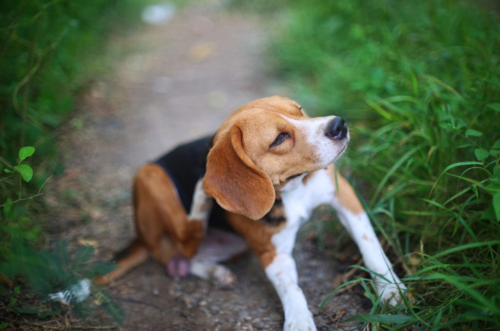Perro Beagle rascándose el cuerpo
