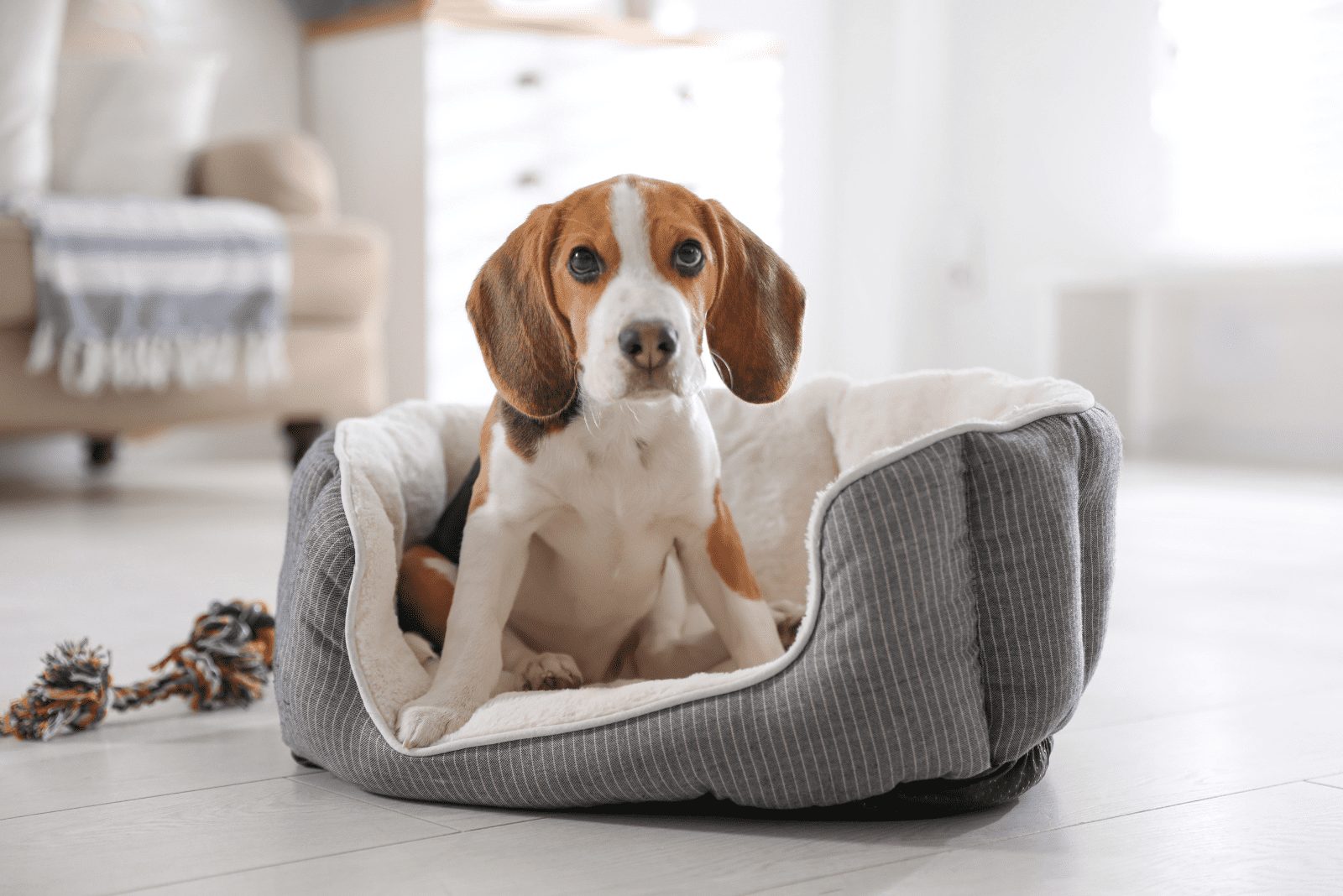 Beagle sentado en su almohada