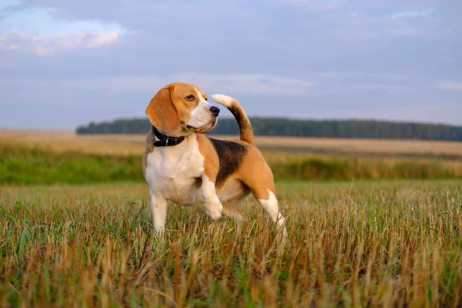 Beagle en una caminata temprano en la mañana al amanecer