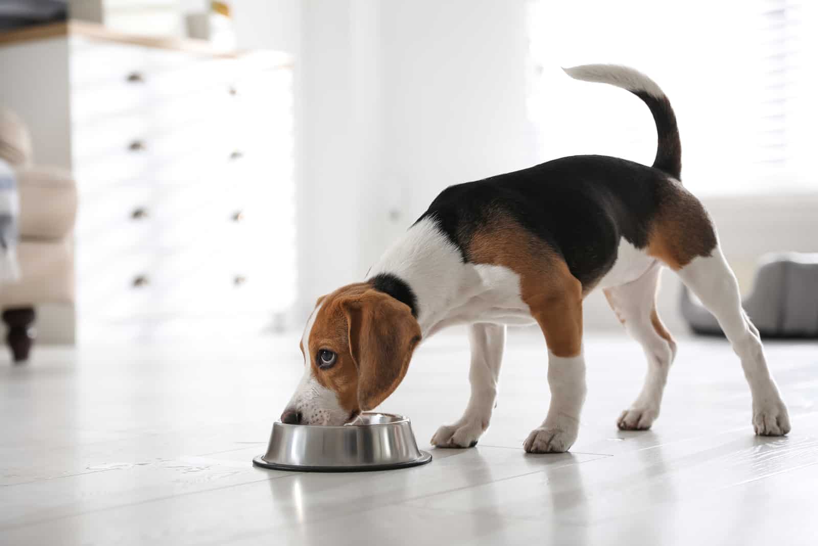 lindo cachorro de Beagle comiendo en casa