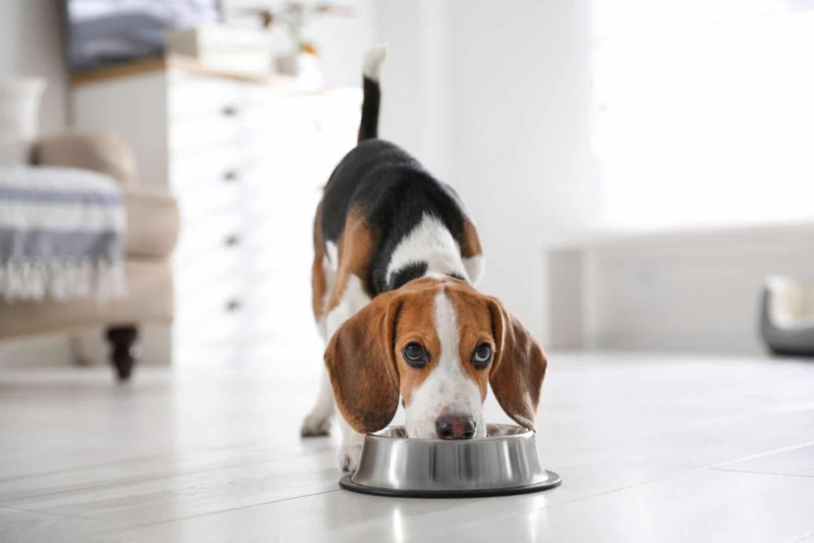 cachorro Beagle come comida de un tazón