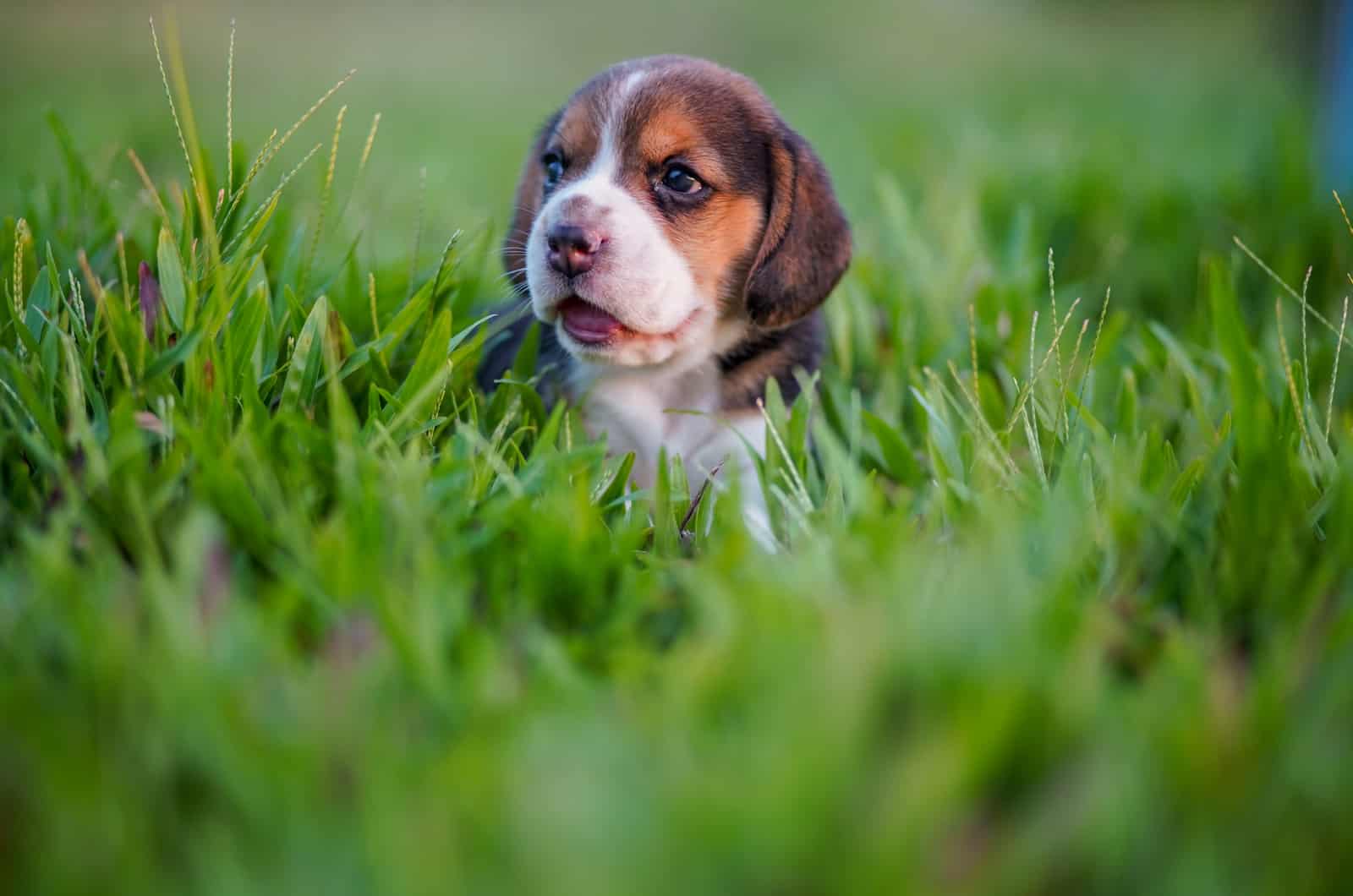 Cachorro de Beagle se acuesta en la hierba