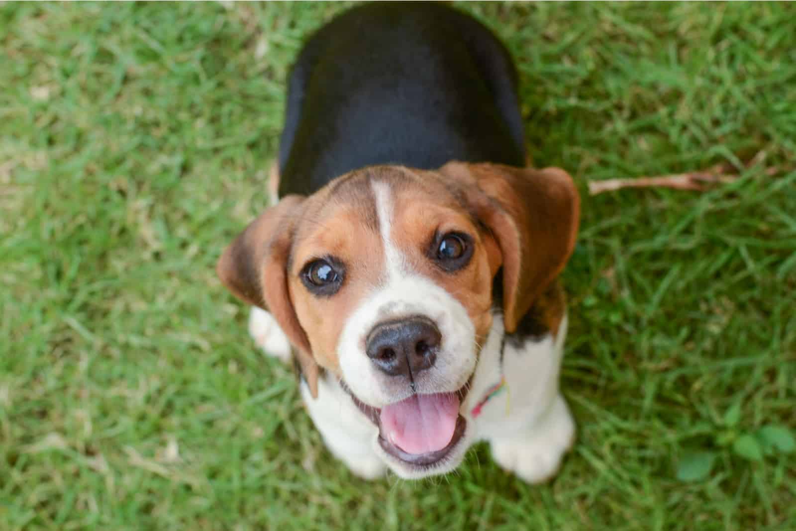 Cachorro de beagle sentado sobre césped verde