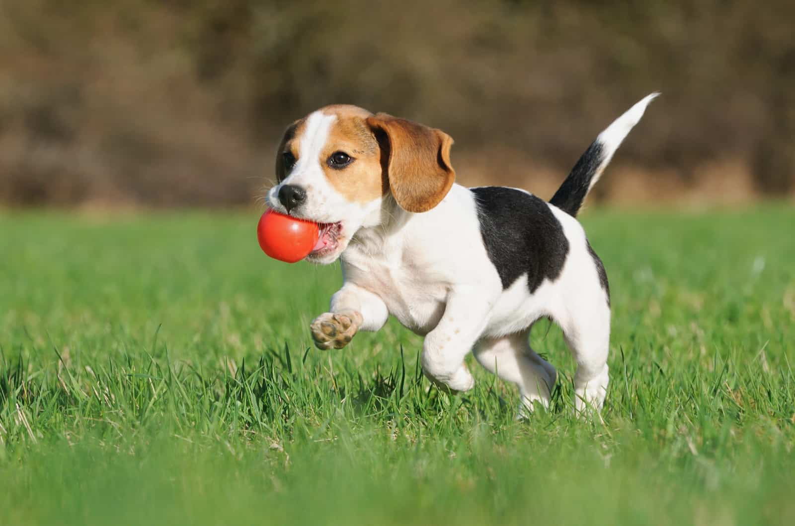 Beagle corre con la pelota en la boca