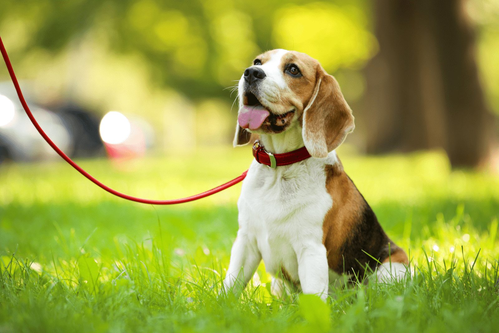Beagle sentado con una correa en el césped