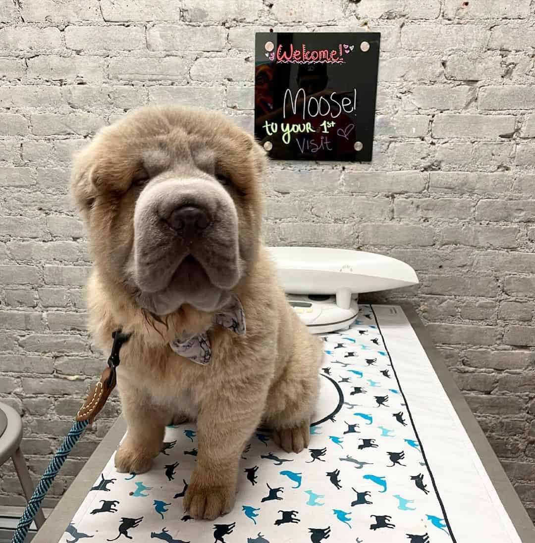 Cachorro de Shar-Pei de pelaje oso