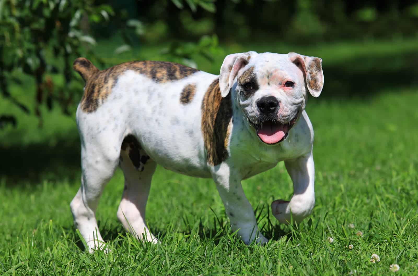 Hermoso cachorro de American Bulldog de pie en el césped