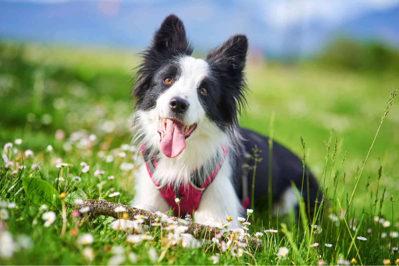 Hermoso cachorro de Border Collie