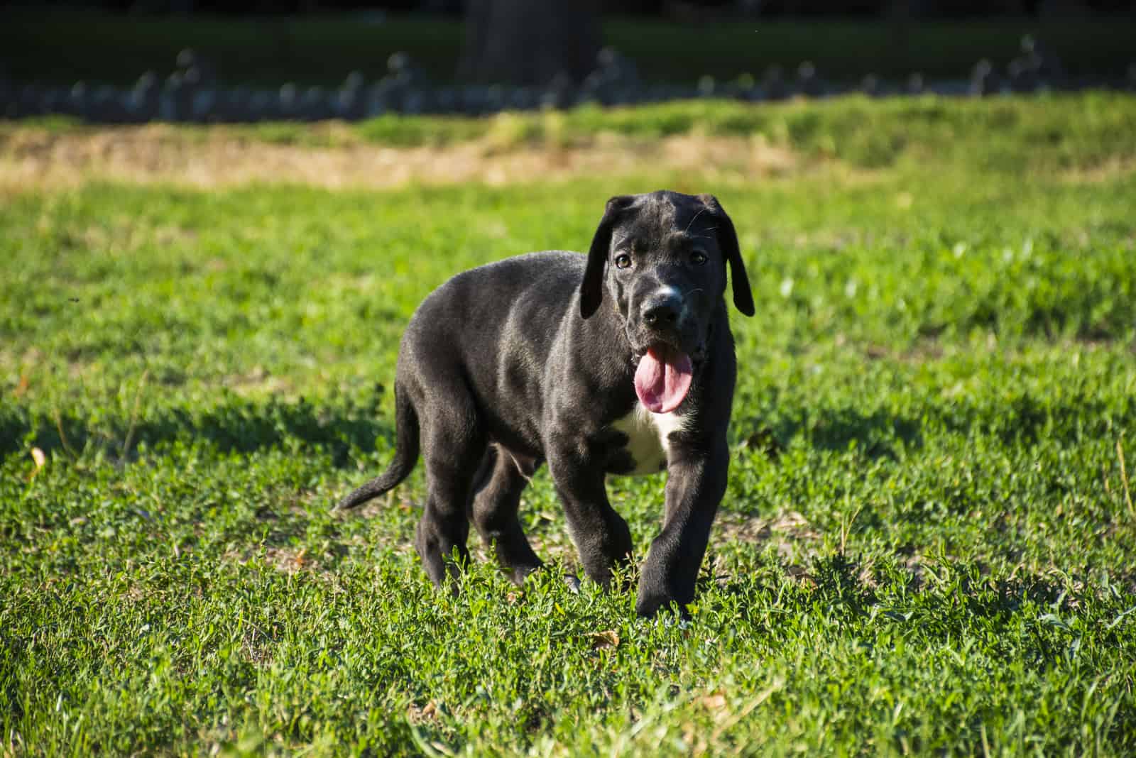 Hermoso cachorro de Gran Danés