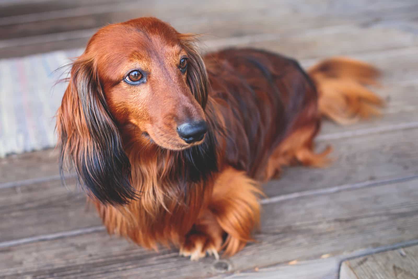 Hermoso perro Dachshund adulto de pelo largo rojo