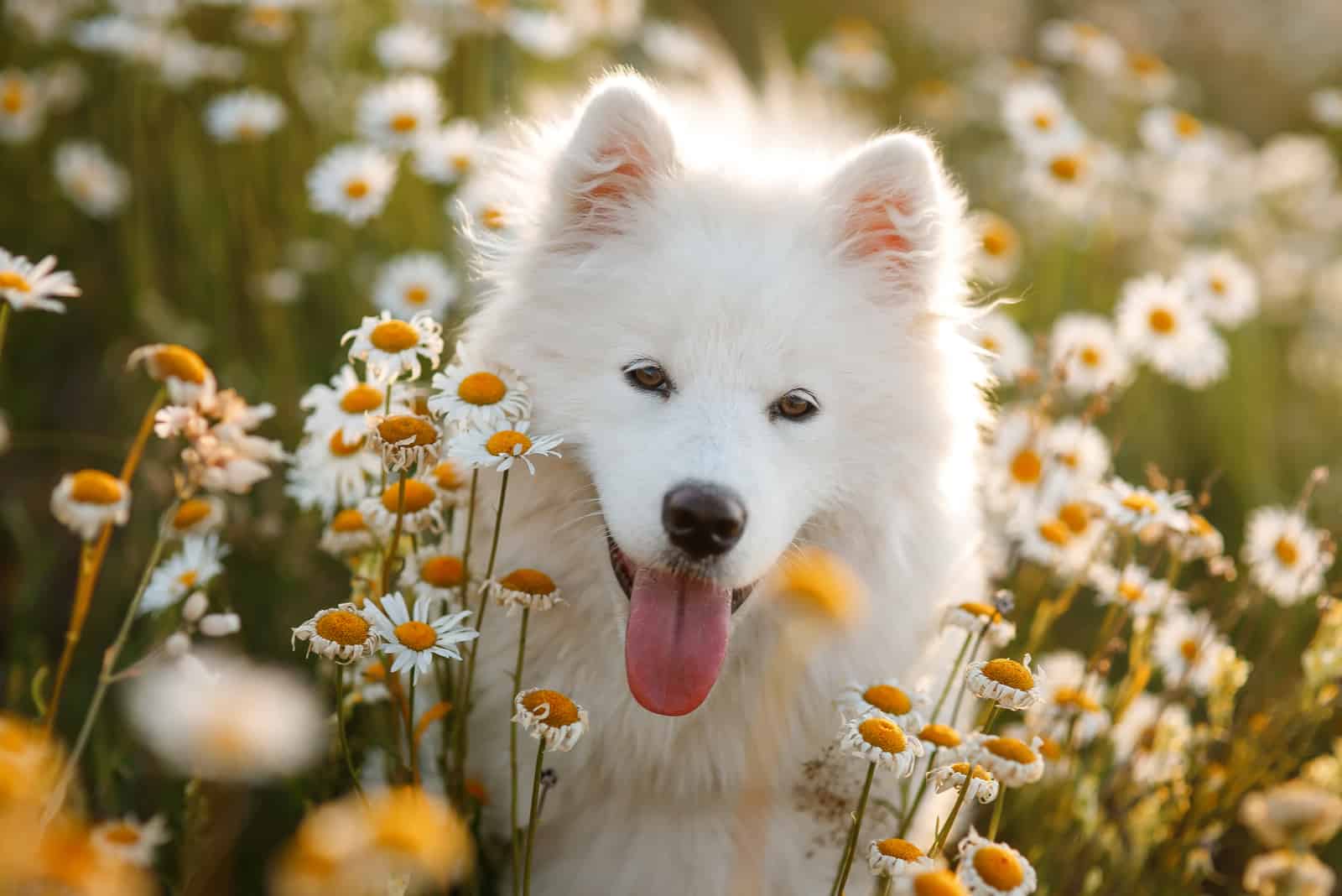 Hermoso Samoyedo en margaritas