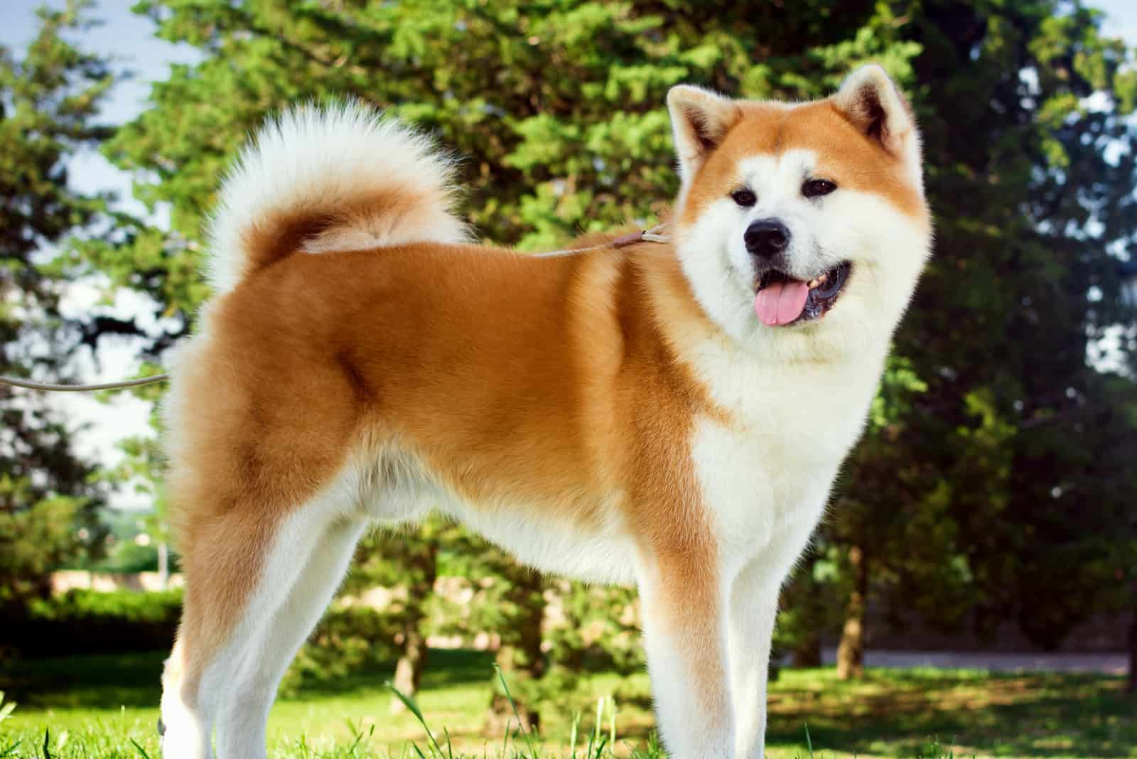 Hermoso perro Akita de pie en la naturaleza