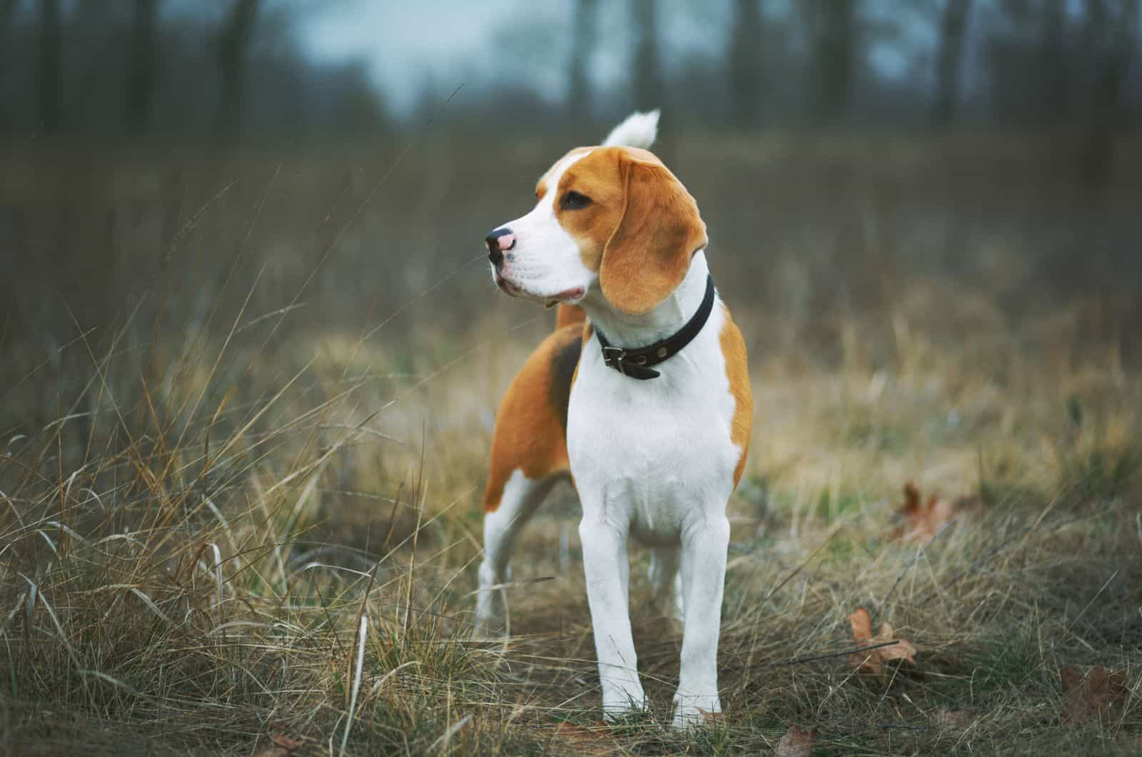 Hermoso perro beagle de pie al aire libre