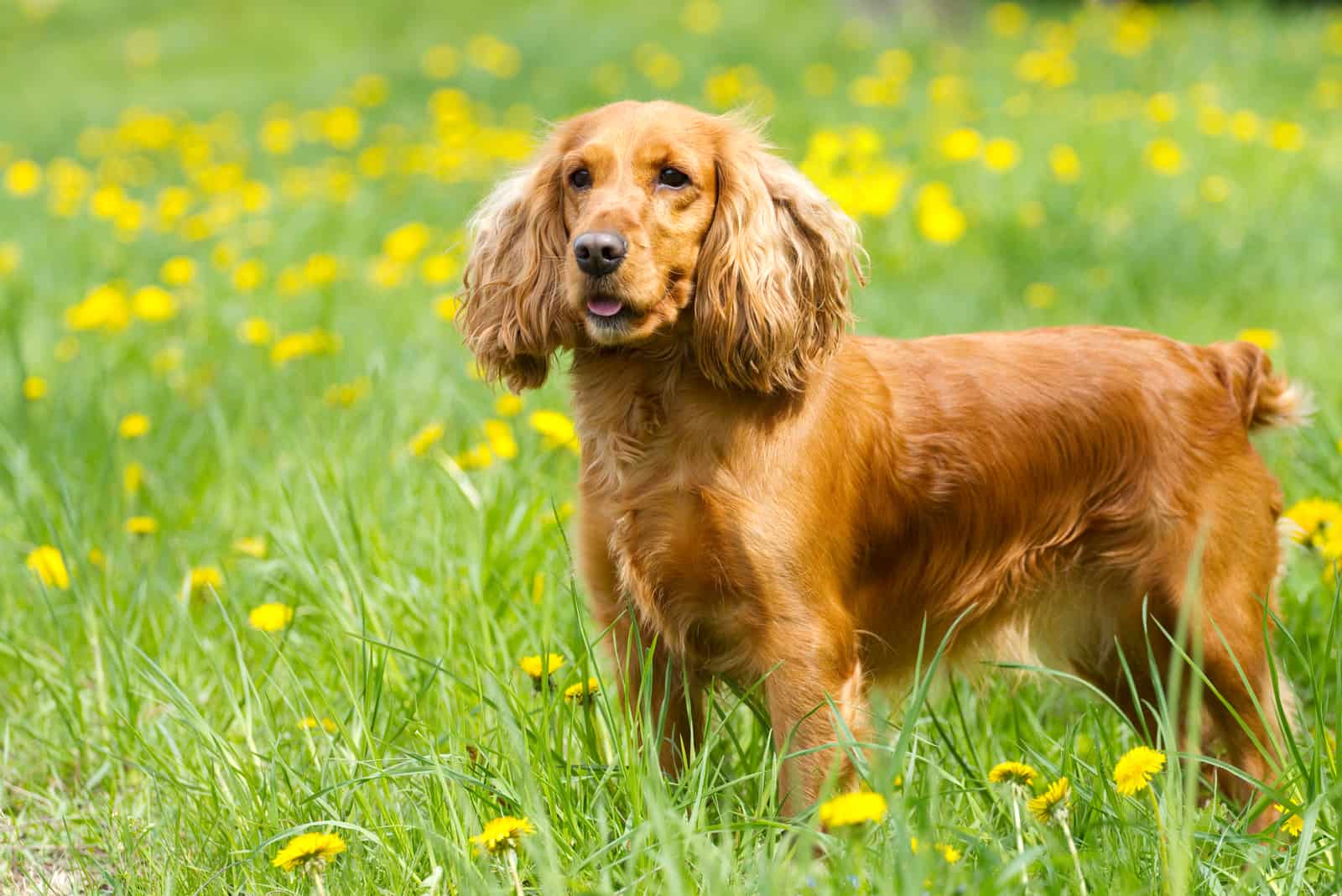 Hermoso cocker spaniel en el césped verde