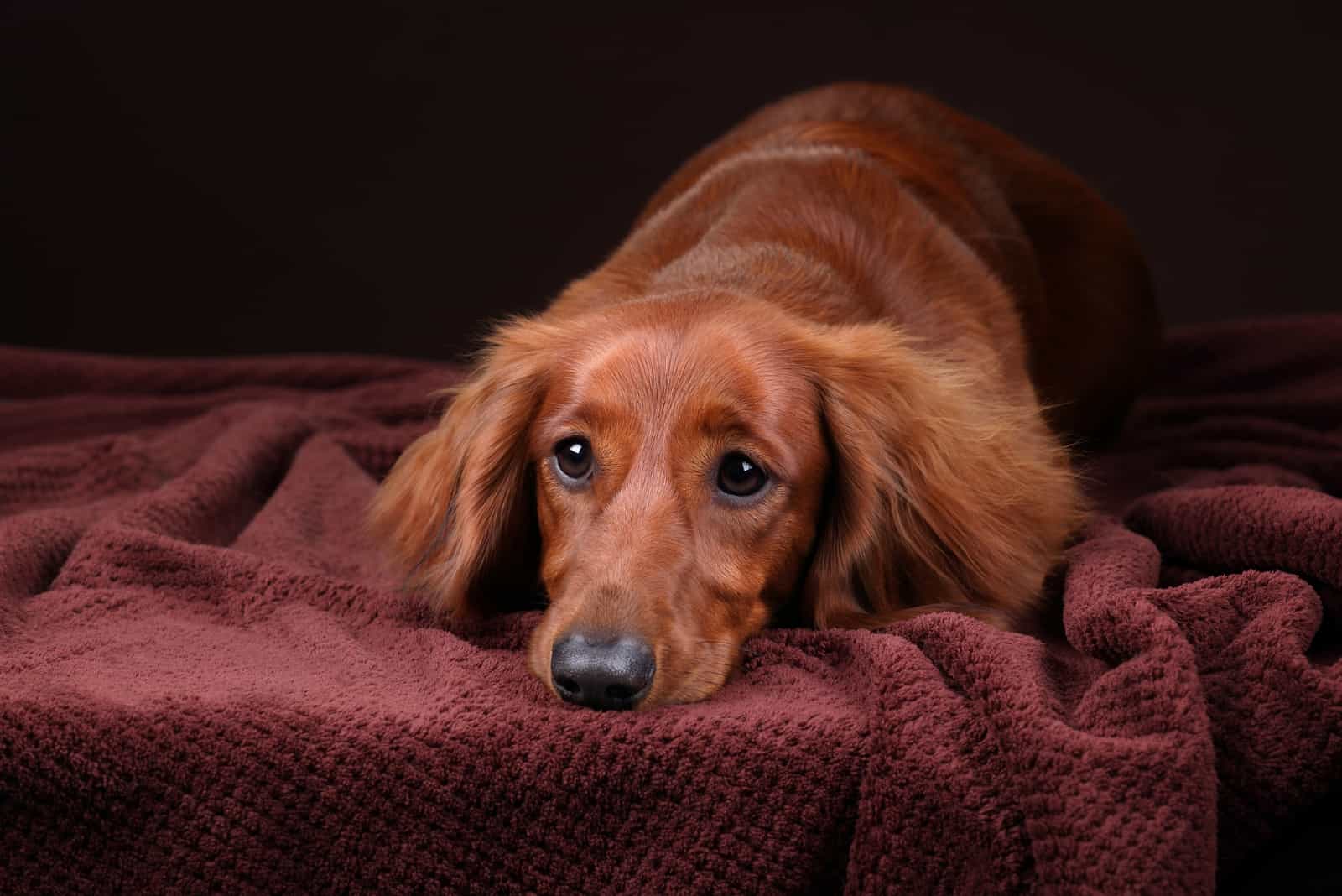 Hermoso perro dachshund