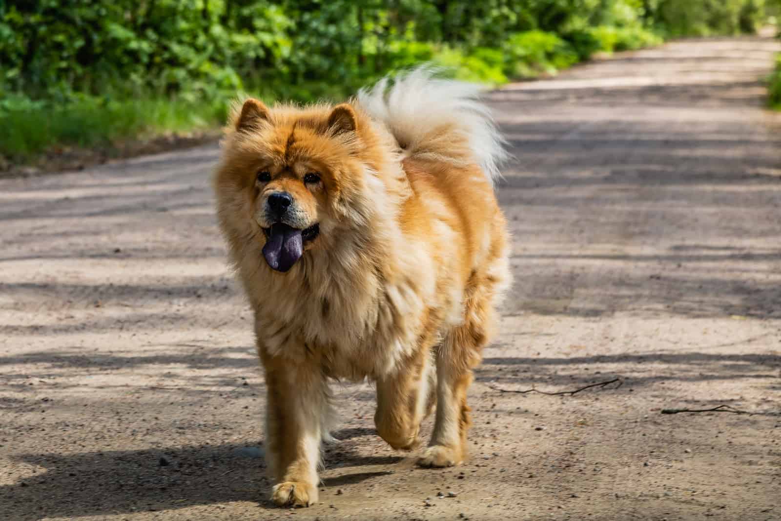 Hermoso perro Chow Chow