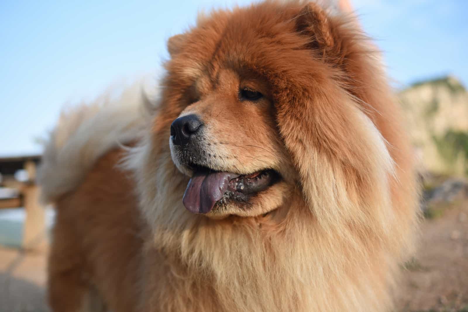 Hermoso perro chow-chow en la naturaleza
