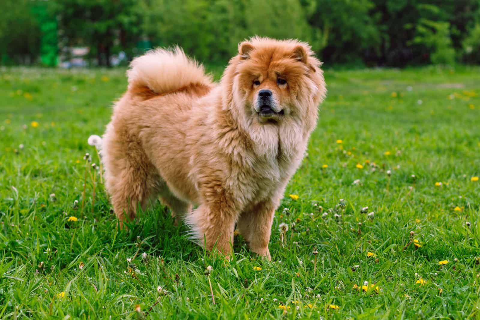 Hermoso perro chow-chow en el parque