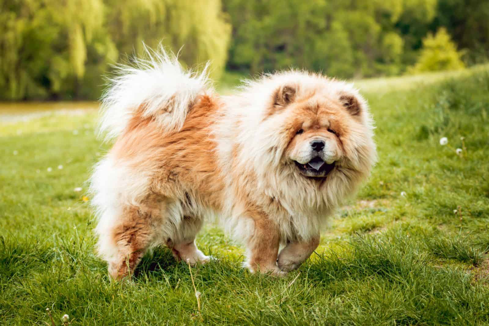 Hermoso perro chow-chow en el parque.