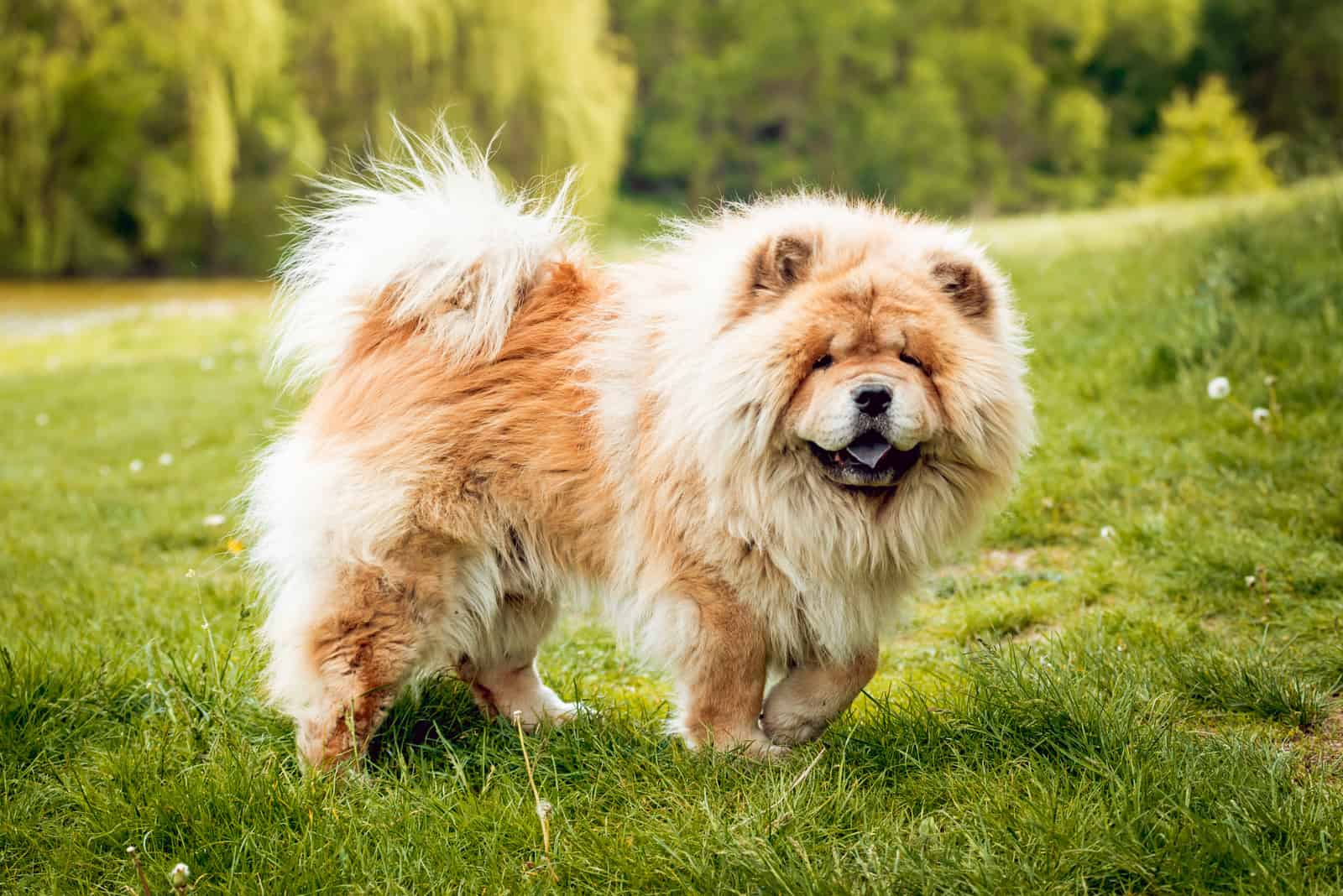 Hermoso perro chow-chow en el parque