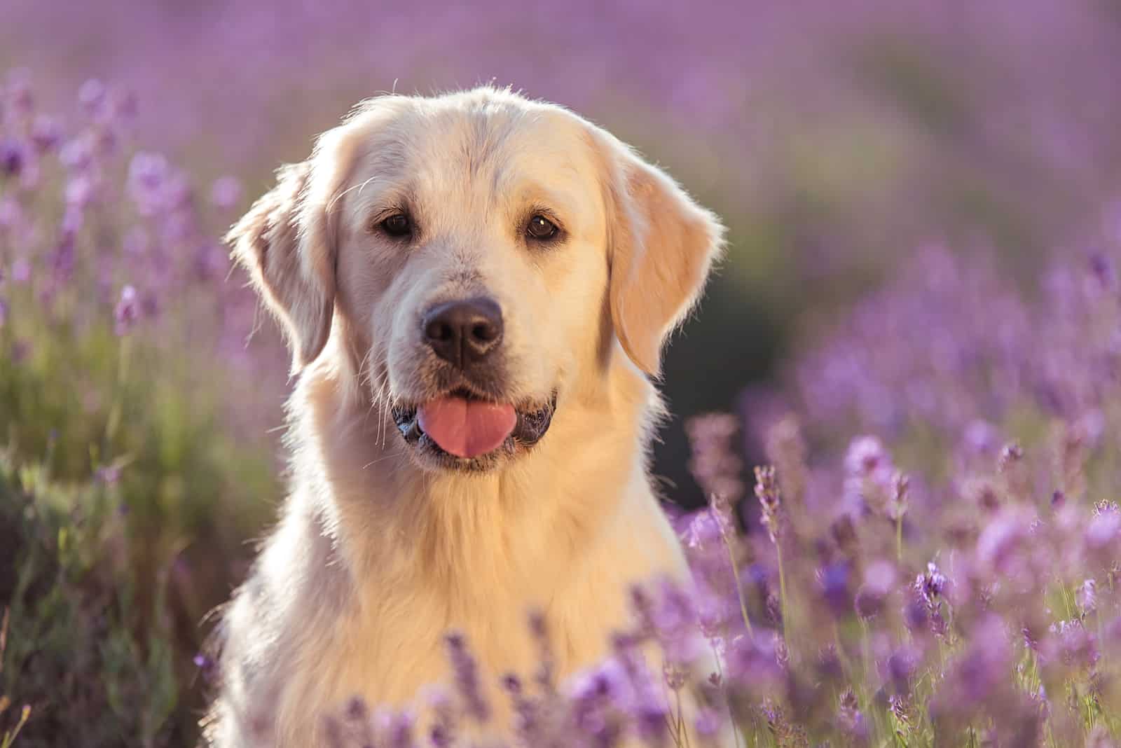 Hermoso perro golden retriever en el campo de lavanda