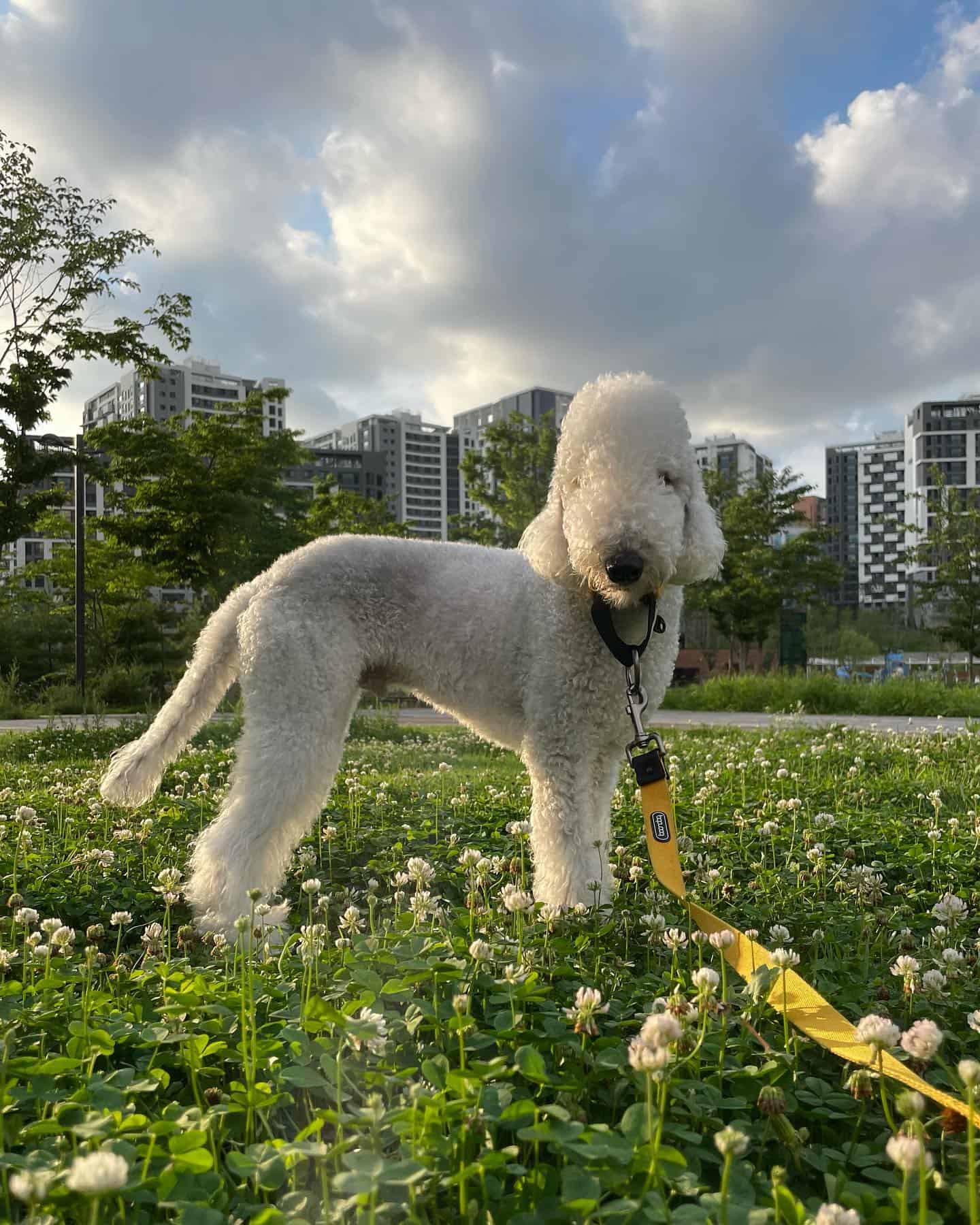 Bedlington Terrier en el parque