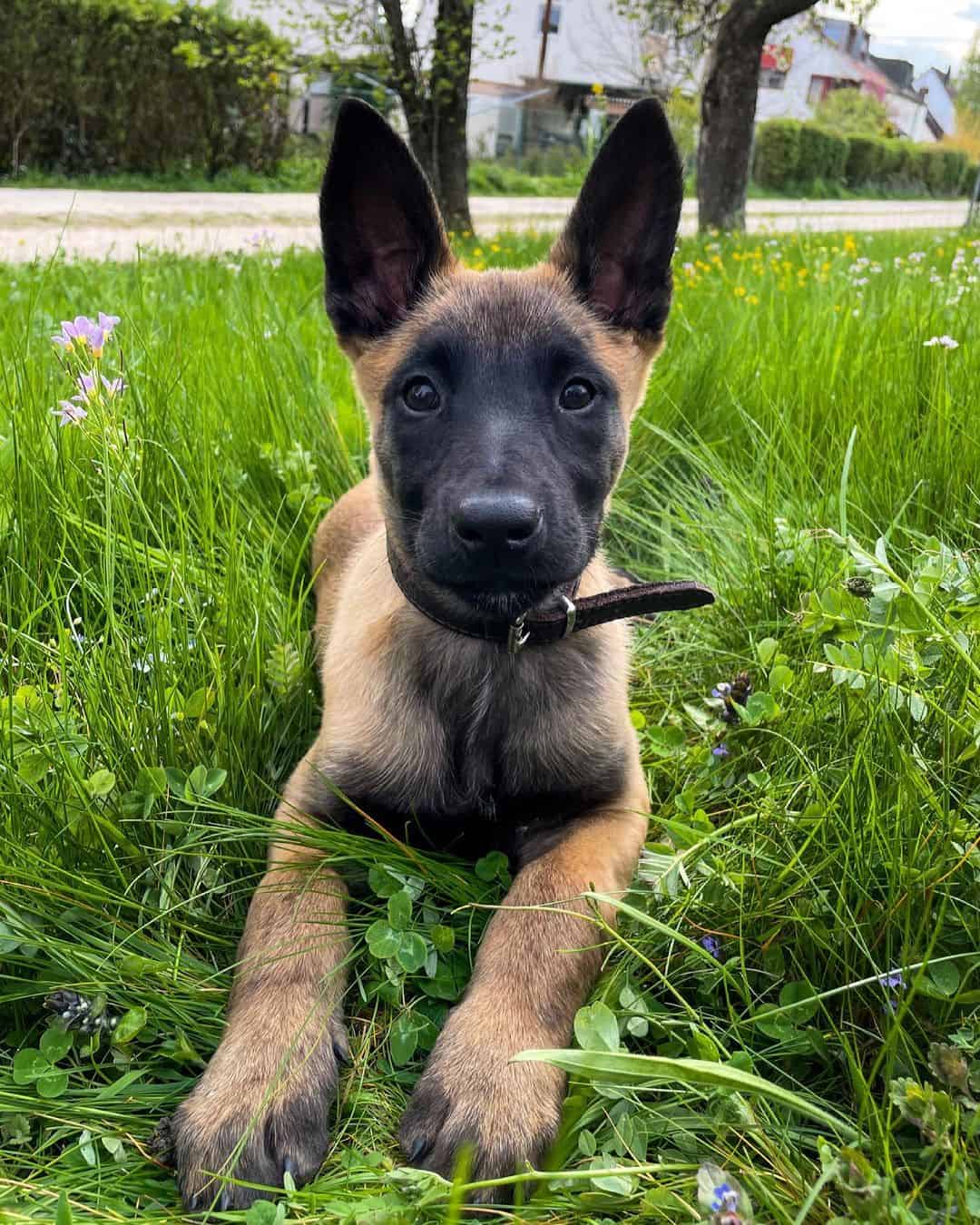 Cachorro de Pastor Belga Malinois tumbado en el césped