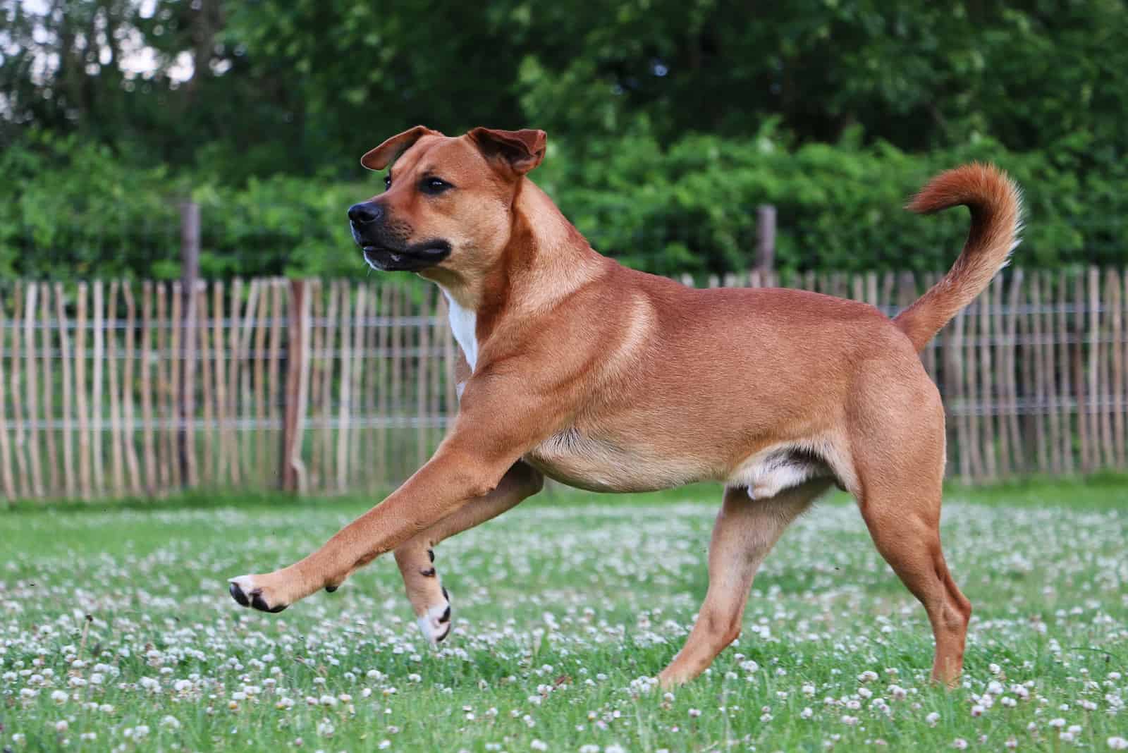 Mezcla de Pastor Belga Malinois y Mastín