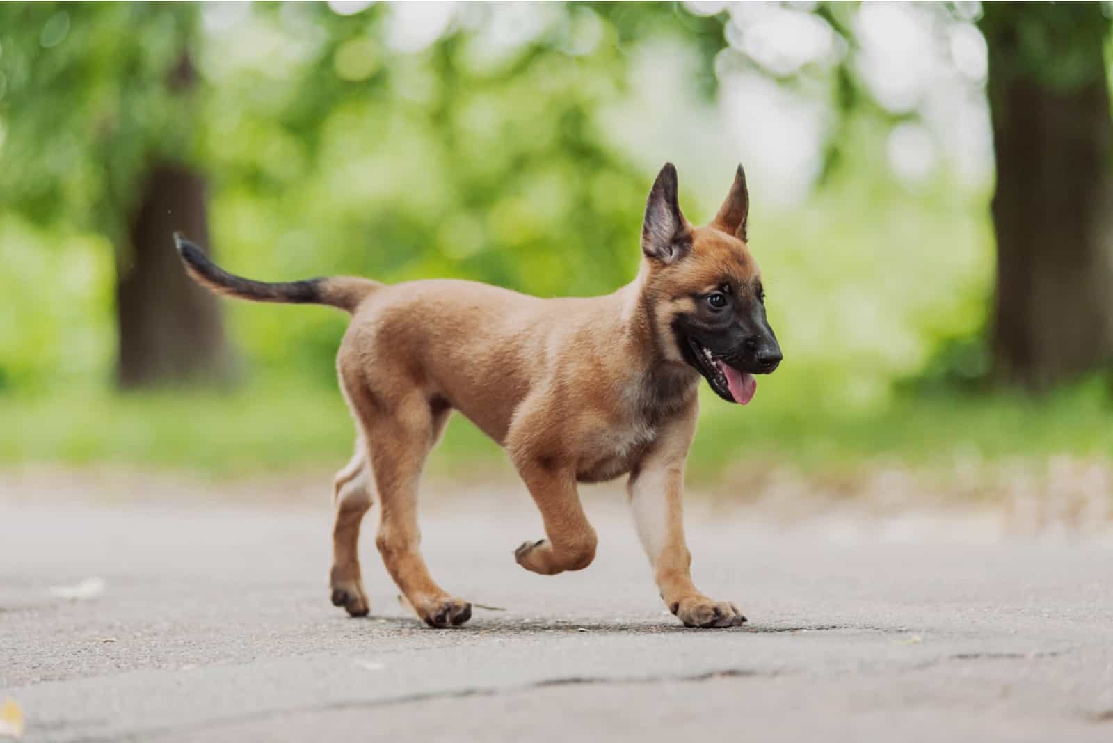 Cachorro de Pastor Belga Malinois corriendo al aire libre