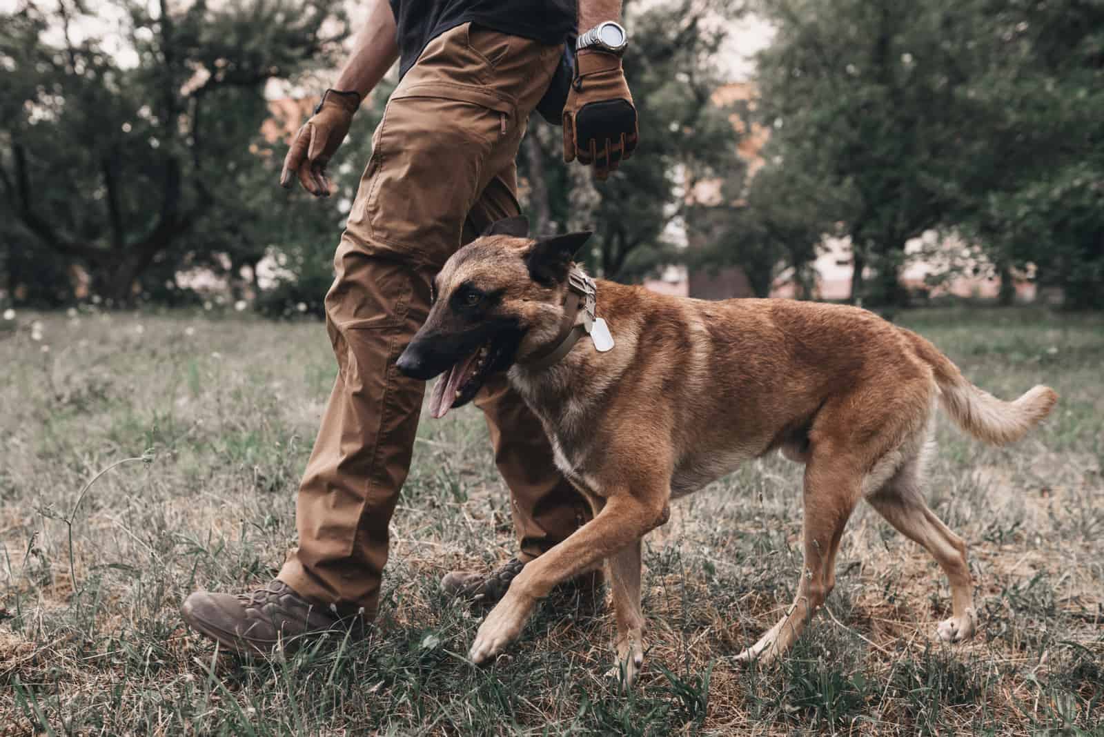 Entrenamiento de correa para Belgian Malinois