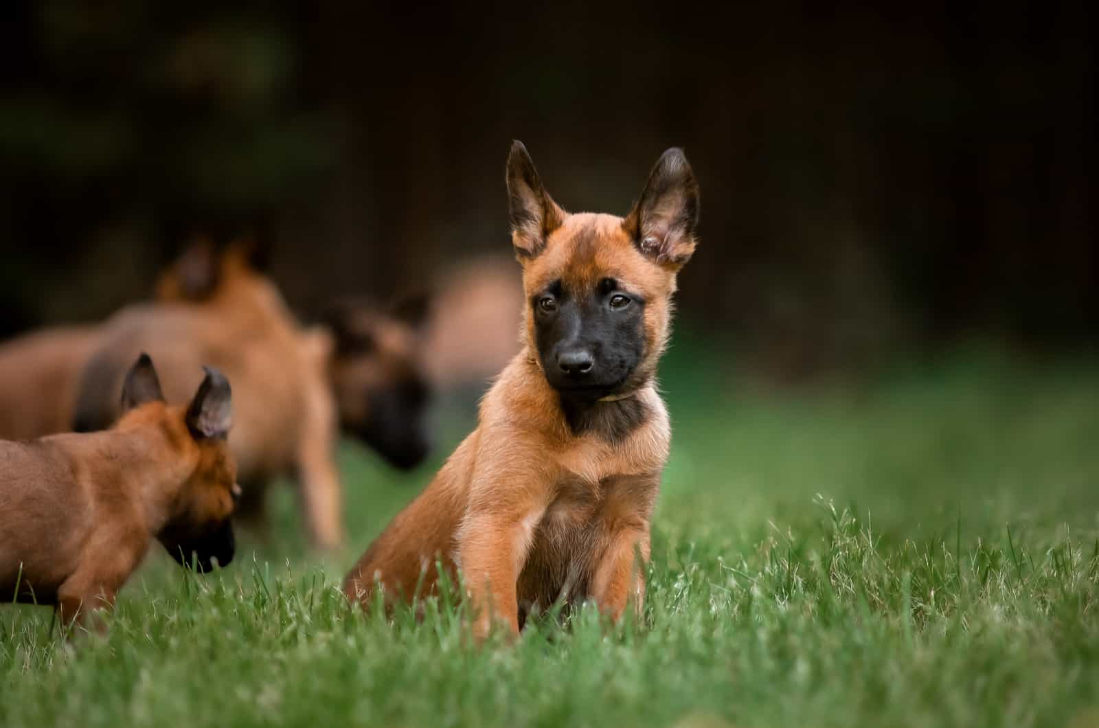 cachorro de Belgian Malinois afuera sobre la hierba