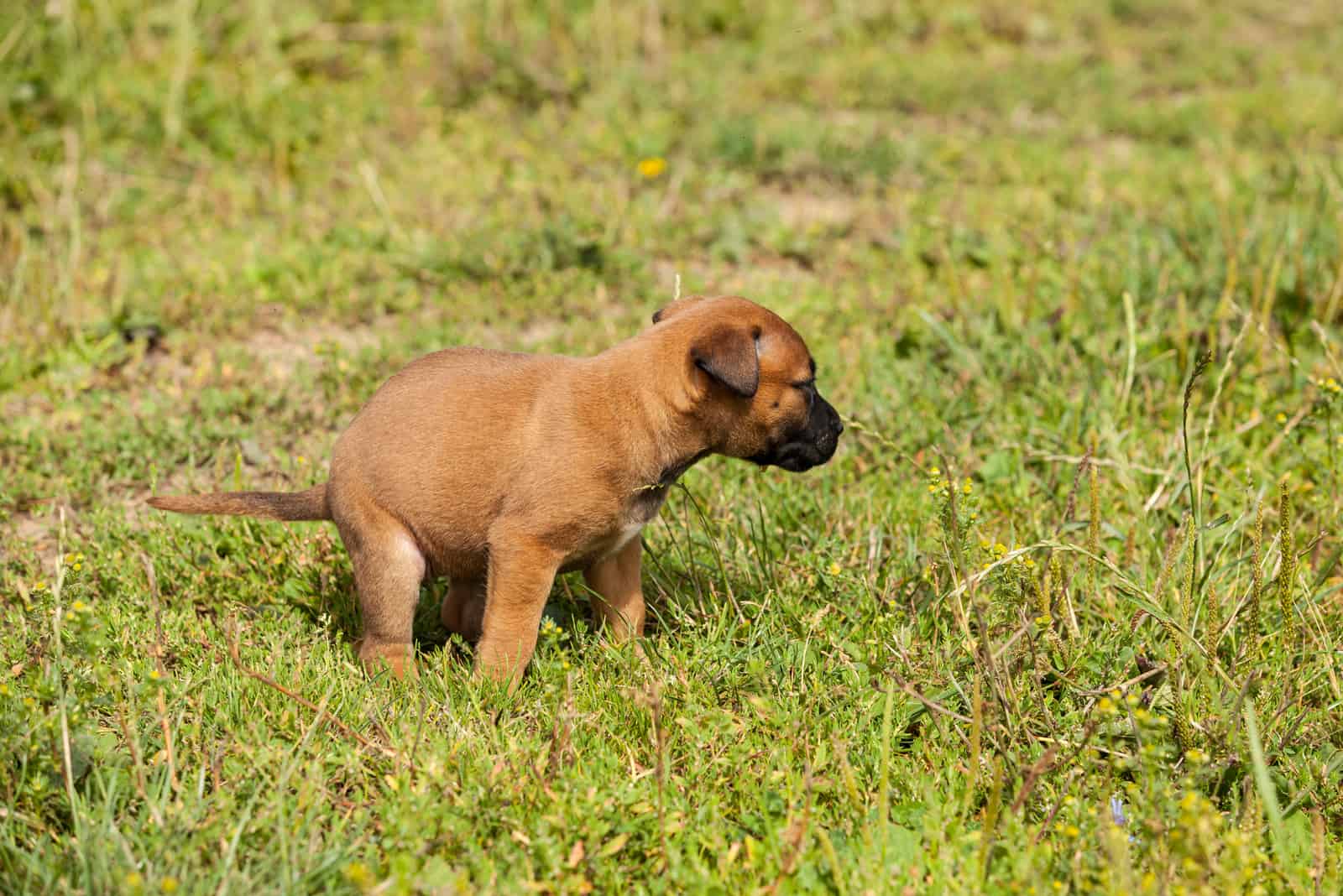 cachorro de pastor belga malinois defecando