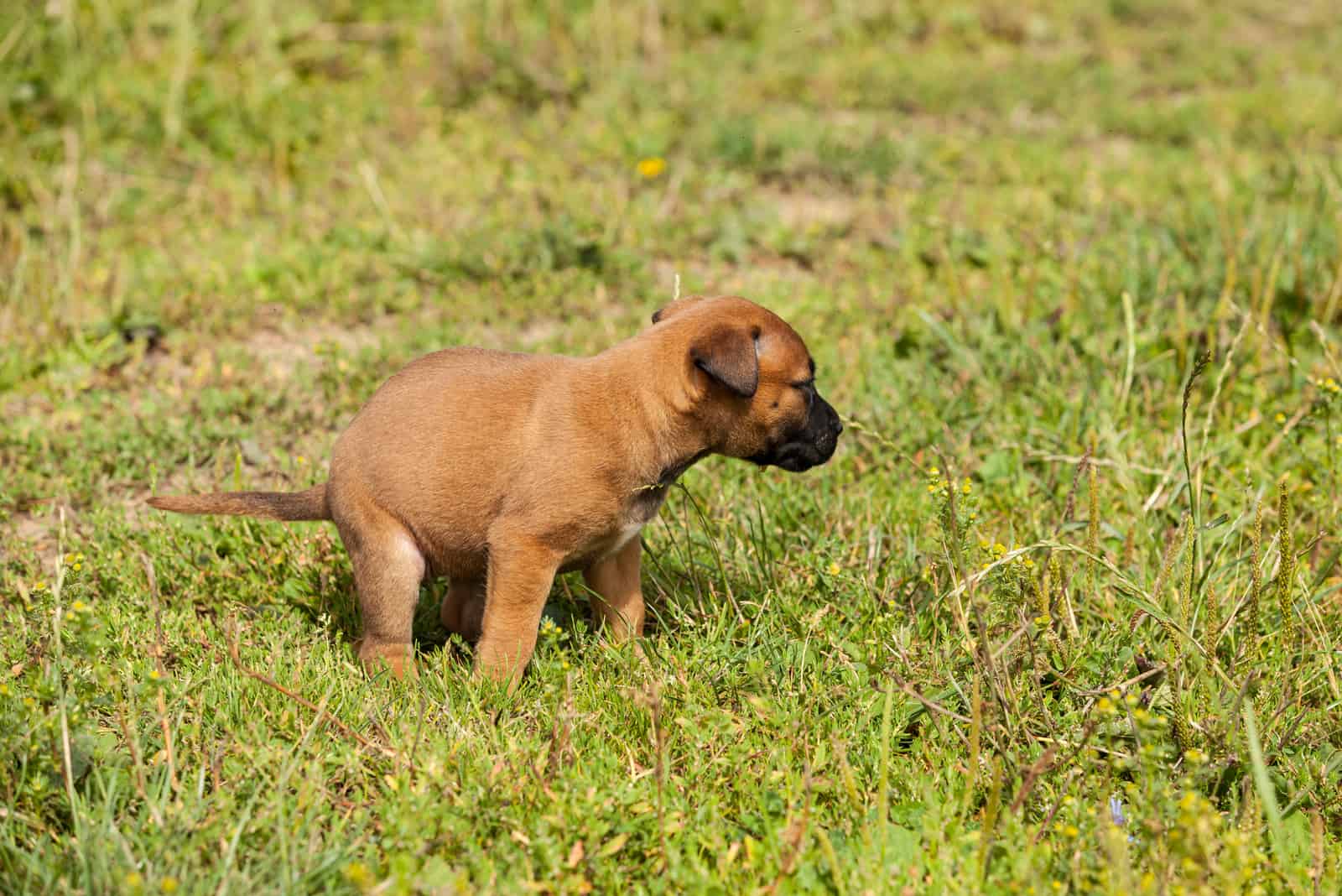 Cachorro de Belgian Malinois haciendo caca