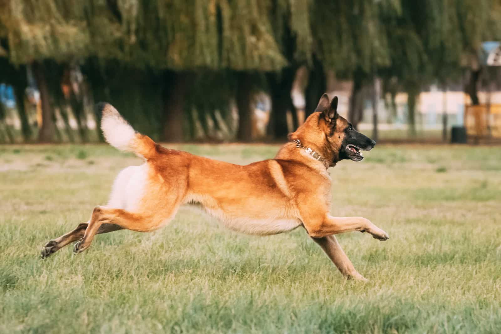 Belgian Malinois corriendo en el césped