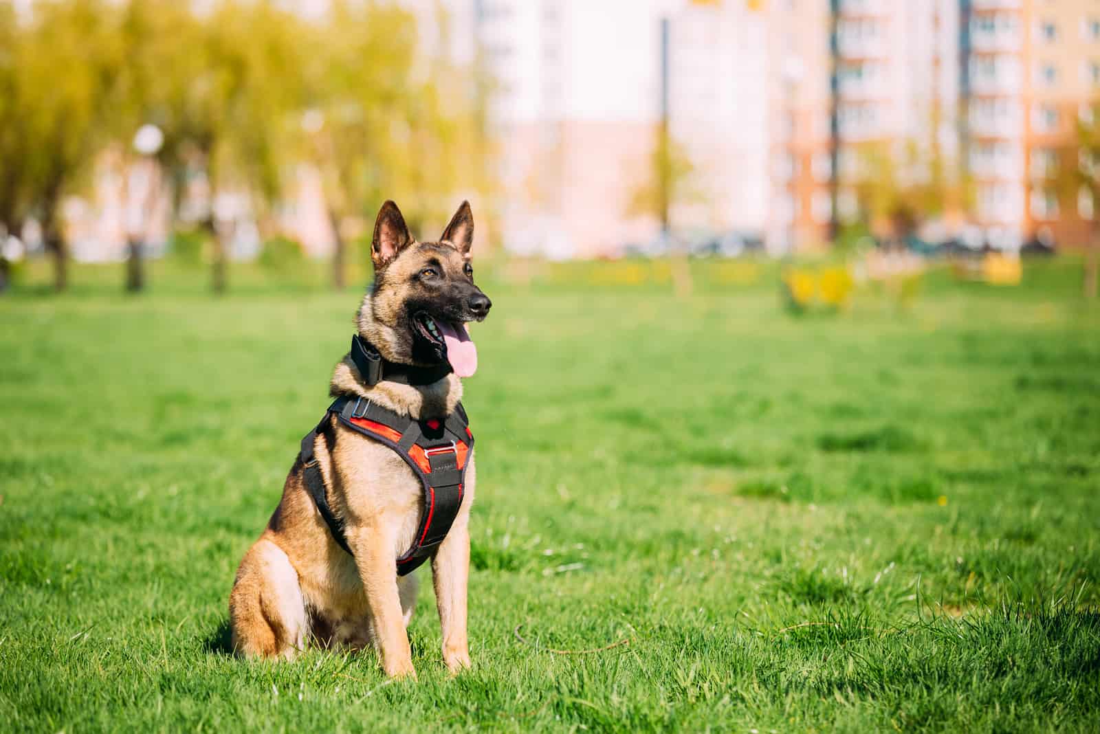 Belgian Malinois sentado en el césped