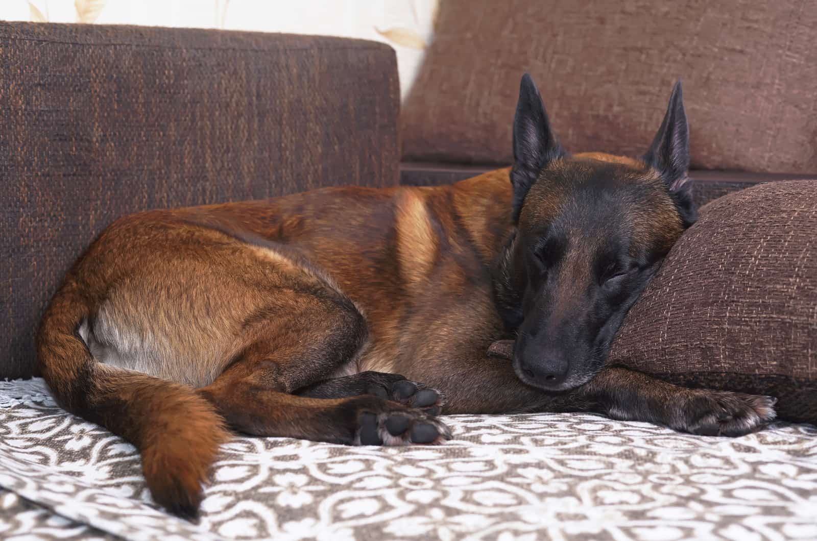 Belgian Malinois durmiendo en el sofá