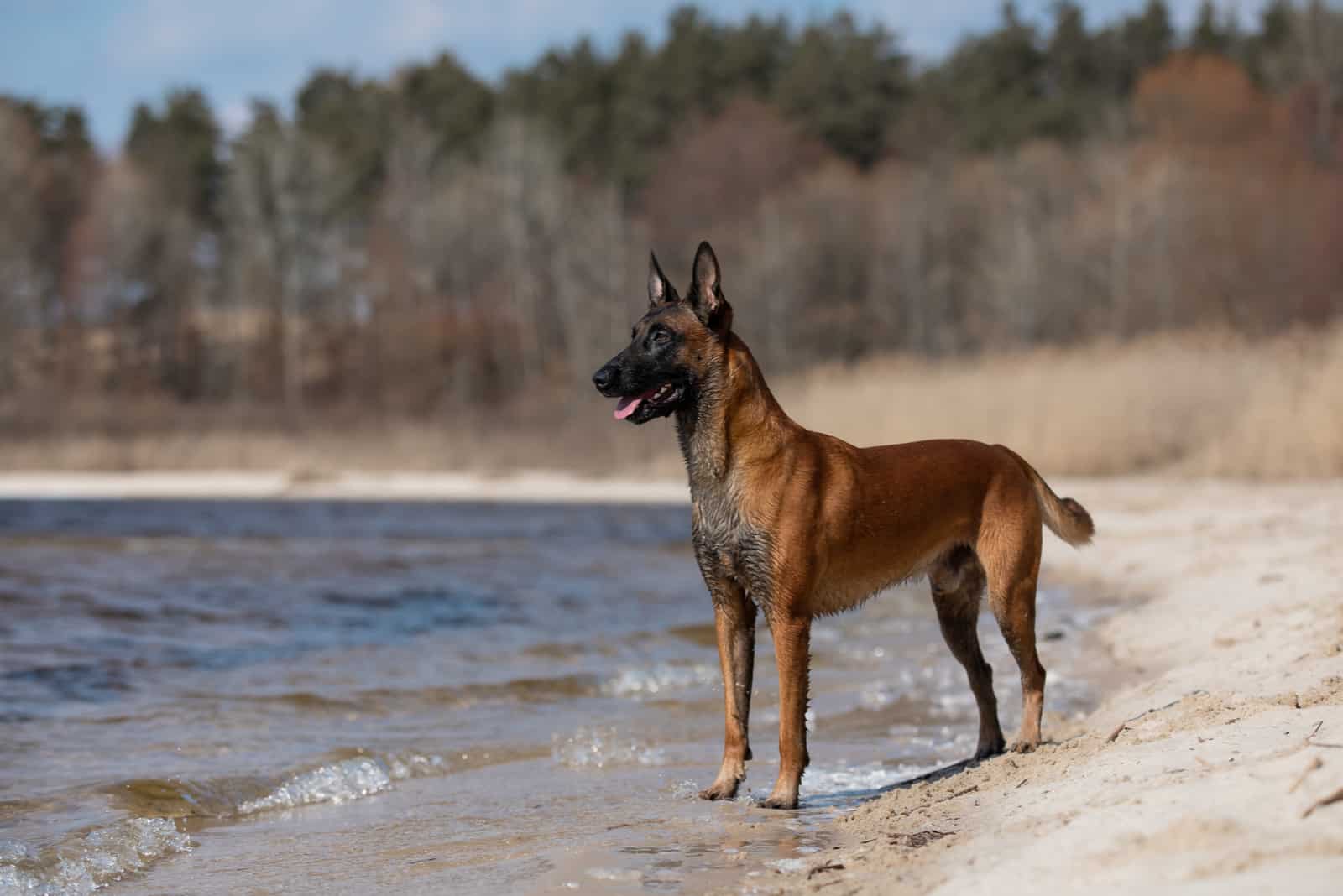 Belgian Malinois de pie junto al lago