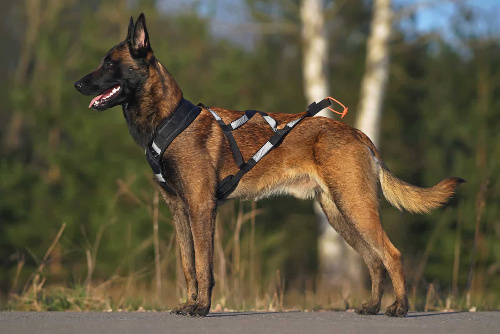 Belgian Malinois de pie afuera