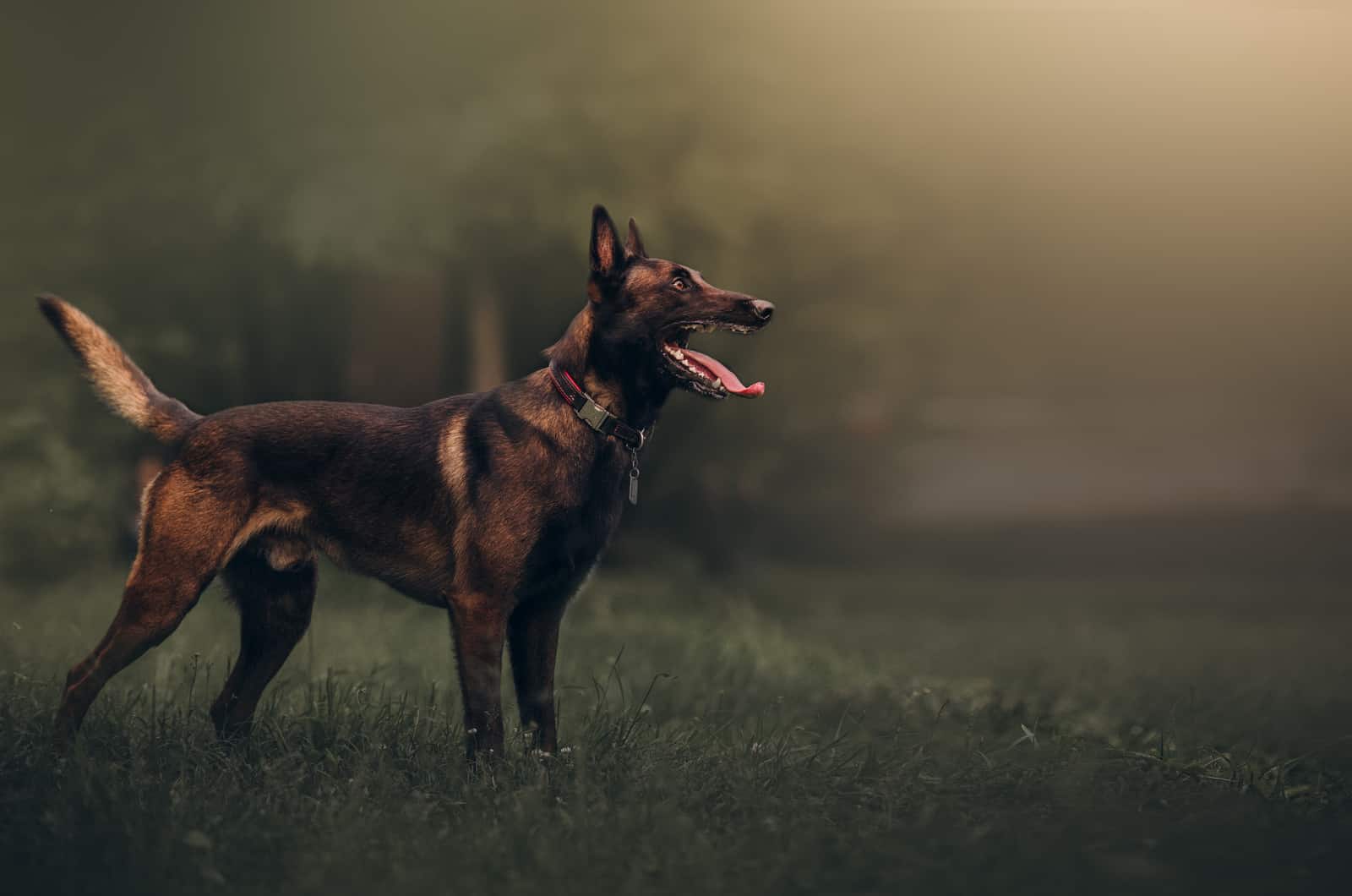 Belgian Malinois de pie al aire libre