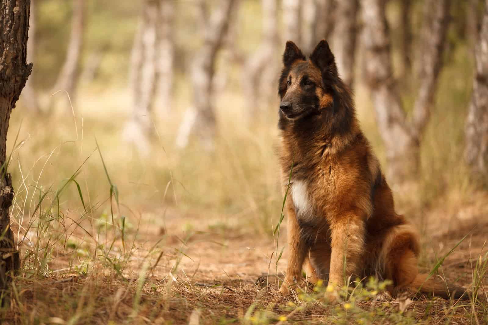 Perro pastor belga en el bosque